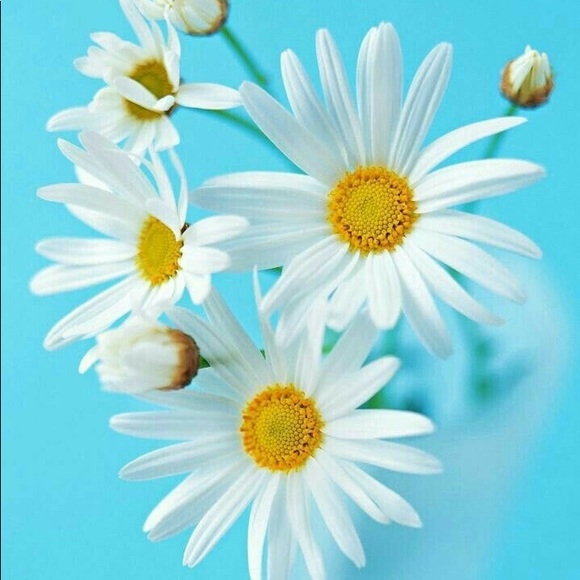 Meet your Posher, Bridget - Picture 1 of 2